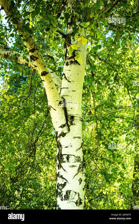 Close up of leaves of birch tree hi-res stock photography and images ...