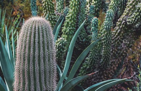 Cacti Varieties, Arizona Photograph by Abbie Matthews - Fine Art America