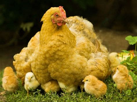 Hen with Chicks Wallpapers | Hens Wallpapers | Wallpaper HD And Background