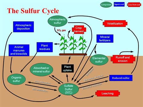 The Sulfur Cycle | Sulphur cycle, Biology facts, Sulphur