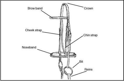 18 Western Saddle Parts Worksheet / worksheeto.com