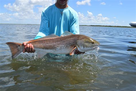 Photo Essay: 32″ Redfish On Fly, in Rockport Texas - Flylords Mag