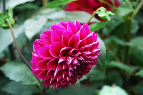 Dahlia varieties gallery