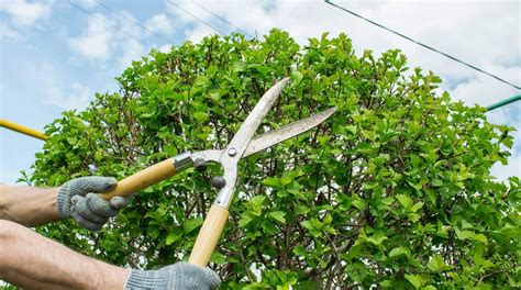 What's the Difference Between Tree Pruning and Tree Trimming?