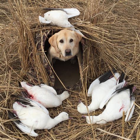 Goose Calling Tips - Buck Gardner Calls