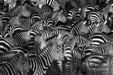 Zebra Herd Photograph by Wldavies - Fine Art America