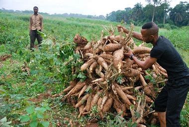 Researcher Gives Better Ways To Farm Yam - OsunDefender