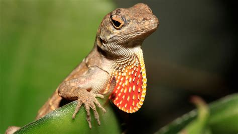 Are newer brown anoles driving away Louisiana's green lizards? | wwltv.com