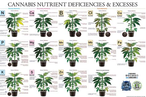 Cannabis deficiency guide : microgrowery