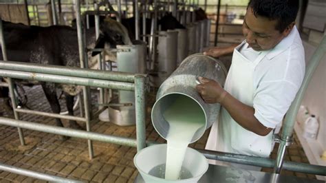 Estancamiento del desarrollo productivo en el sector lácteo | El Agrario