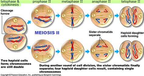 standard 3.2.1 Meiosis