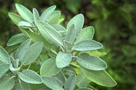 Growing Sage in a Container: 7 Easy Steps