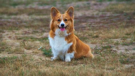 9 Corgi Colors & Markings (With Pictures) | Hepper