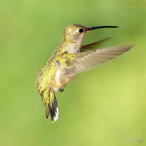 Small Hummingbird flapping its wings image - Free stock photo - Public ...