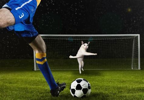 Photoshopping Cats Into Soccer Photos Is The Newest Meme - Gallery | eBaum's World