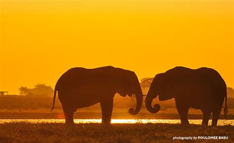 ICYMI: 3 Key Outcomes for Africa’s Elephants | African Wildlife Foundation