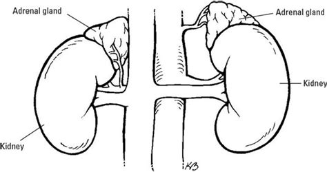 Adrenal Gland Diagram Labeled