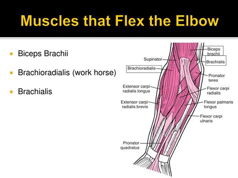 Anterior Elbow Muscles