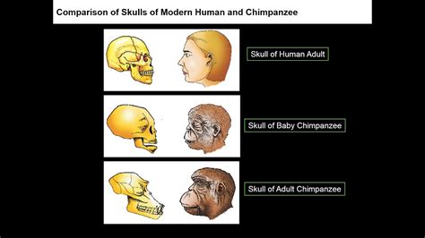 3. 12B07.7 CV2 Comparison of skulls of Modern Human and Chimpanzee - YouTube