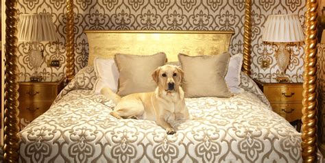 12 Pet-Friendly Hotels With Luxury Accommodations - Vacation Packages For Pampered Pets