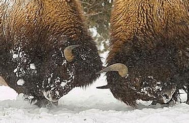 Three Things to Learn from Bison Conservation - The National Wildlife Federation Blog