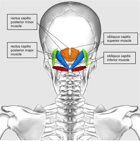 The Suboccipital Muscles | Blood Supply, Innervation | Geeky Medics