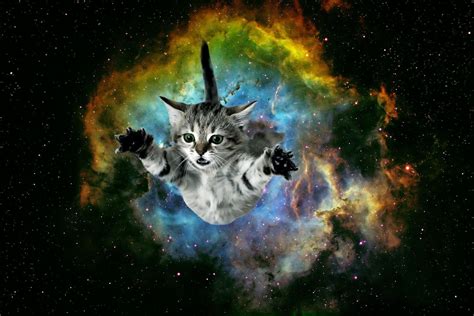 Galaxy Cat Wallpapers - Wallpaper Cave