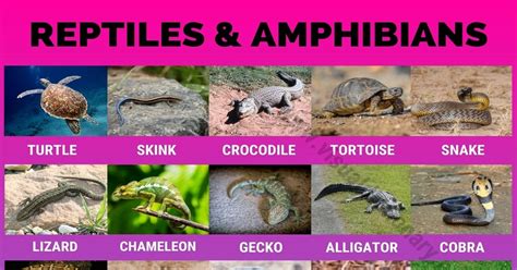 Reptile and Amphibian Habitats: Helpful List of 35 Names of Reptiles and Amphibians - Visual ...