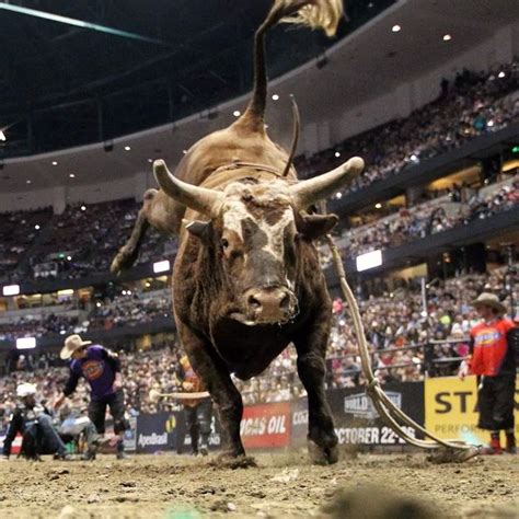 217 best Bushwacker, PBR Bucking Bull images on Pinterest | Bucking bulls, Rodeo and Rodeo life