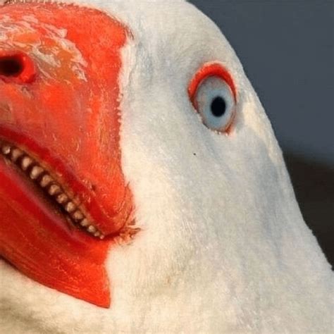 Create meme "scary goose with teeth, goose , angry goose" - Pictures ...