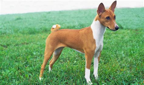 Basenji Breed Information - Vetstreet | Vetstreet