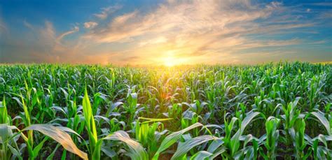 Corn Field at Sunset with Bright Sun Stock Photo - Image of horizon ...