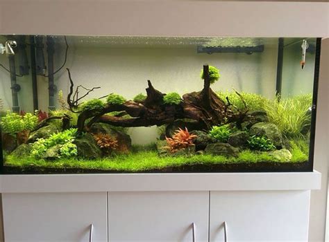 Axolotl Aquarium Plants - aquarium unterschrank