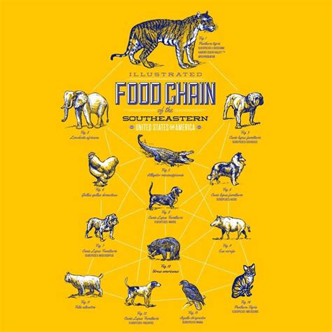 Tiger Food Chain Diagram