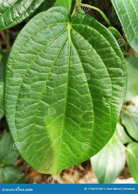 Tropical Plant Mustard Leaf Growing on Tree Stock Image - Image of growing, mustard: 174675103