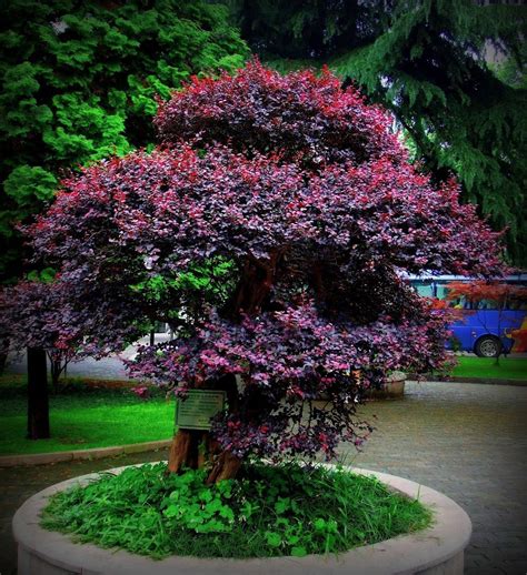 Cultural Requirements: Pink Chinese Loropetalum flowers best in full ...