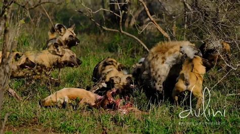 Wild Dogs vs Hyena - YouTube