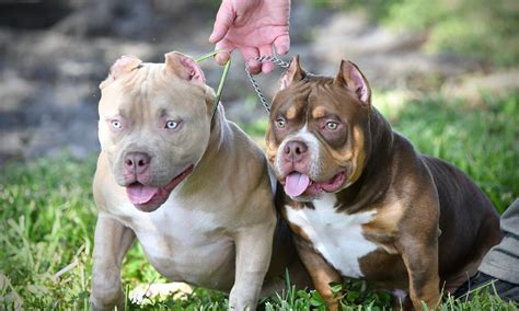 THE FLASHY TRI COLOR AMERICAN BULLY PUPPIES OF VENOMLINE | by BULLY ...