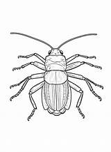30  Cockroach Coloring Pages Free Printable PDF JPG PNG & Online sketch template
