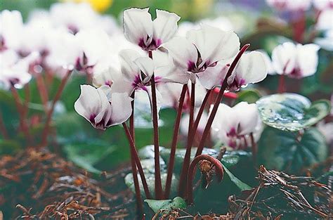 Top 10 Winter Bloomers For Your Flower Garden - Birds and Blooms