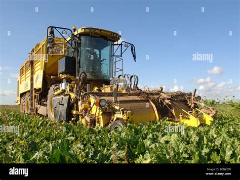 Sugar Beet harvesting Stock Photo - Alamy