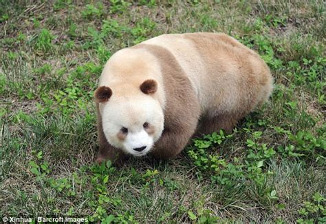 World's ONLY ALBINO Panda is Caught on Camera Roaming in the Wild in ...