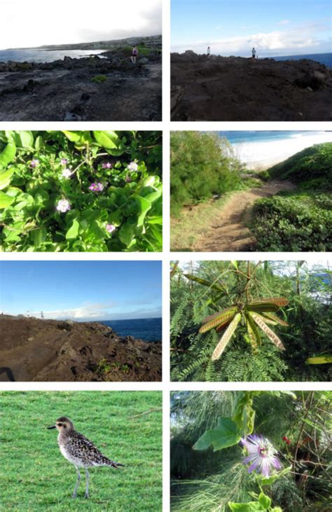 Kapalua Coastal Trail - Hiking And Walking In West Maui