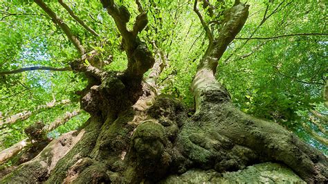 Ancient Trees - Woodland Trust