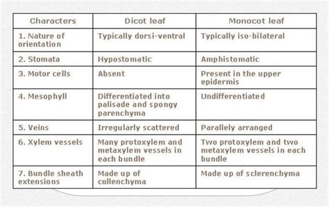 What Are The Similarities And Differences Between Monocot And Dicot Leaves - Infoupdate.org