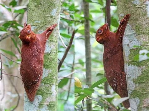 Colugo (flying lemur): the most accomplished and cutest mammalian glider