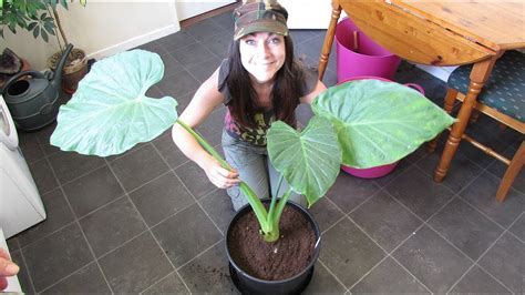 Re Potting my big Alocasia Plant - Elephant's Ear Houseplant - YouTube