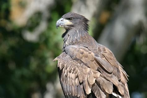 Fledgling Bald Eagle | Smithsonian Photo Contest | Smithsonian Magazine