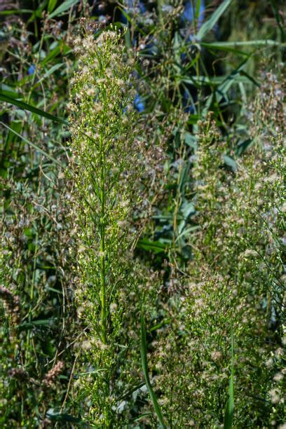 70+ Marestail Weed Stock Photos, Pictures & Royalty-Free Images - iStock