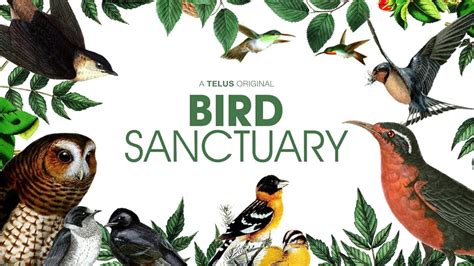 Bird Sanctuary (2016) - IMDb